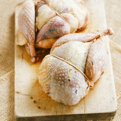 Pheasant